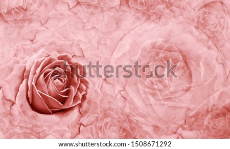 Floral  red background. Flowers and rose petals. Flower composition. Place for text. Greeting card. Nature.