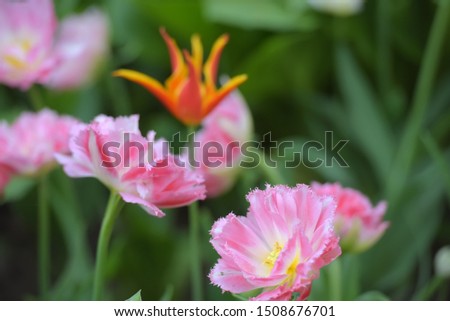 pink tulips on the lawn in spring