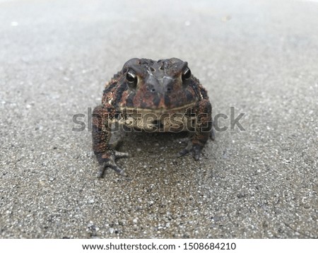 A common photogenic toad on the ground