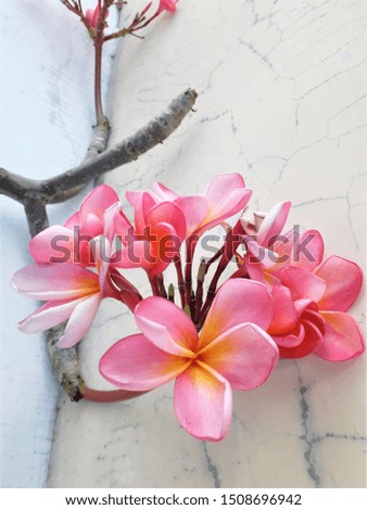 Closeup picture of plumeria flower in the branch.