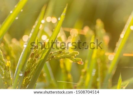 Close up of Ear of paddy, Rice field and blurry background