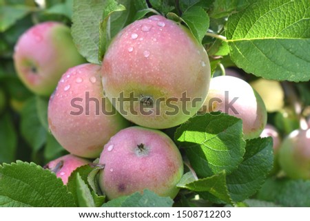 Picture of beautiful apples with morning dew.
