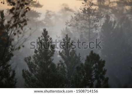 Beautiful morning in primeval forest in Bohemian Forest