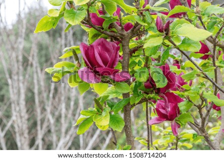 View of magnolia tree with dark red flowers