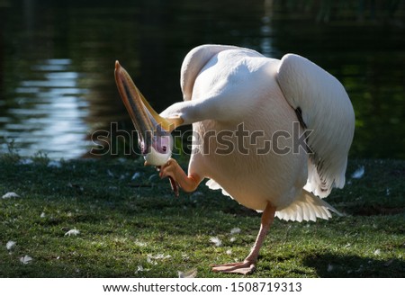 Photos of the Pelican trying to clean himself up