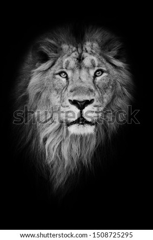 Black-white portrait, isolated black background. Muzzle of a powerful male lion with a beautiful mane close-up. Royalty-Free Stock Photo #1508725295