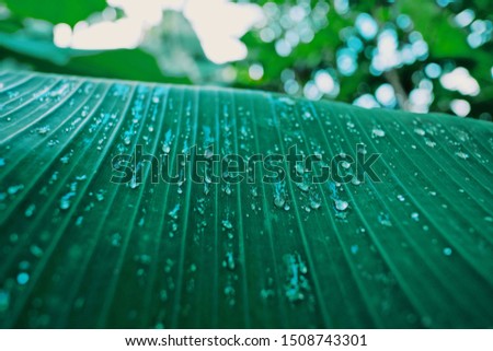 The picture of a green banana leaf with water droplets on the banana leaf  With vertical downward lines  The sky and the tree behind