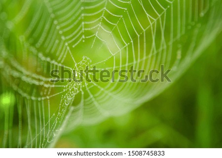 background spider web in morning dew drops on green grass. sun glare