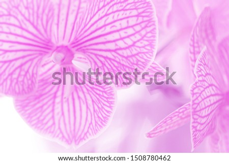 Selective focus close up beautiful purple Phalaenopsis orchids.Blurred flower background.