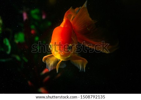 Goldfish on background.Beautiful fish that are popular in homes for decoration.