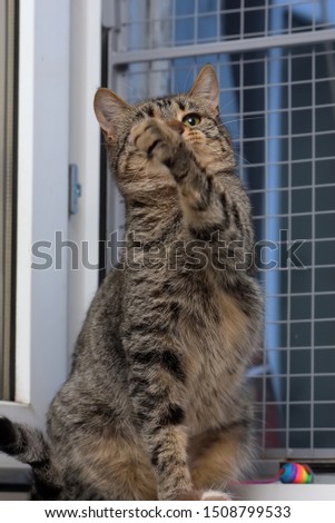 brown tabby cat plays, catches front paws