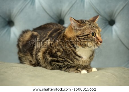 beautiful shorthair cat with a marble color on a blue background with a frightened look