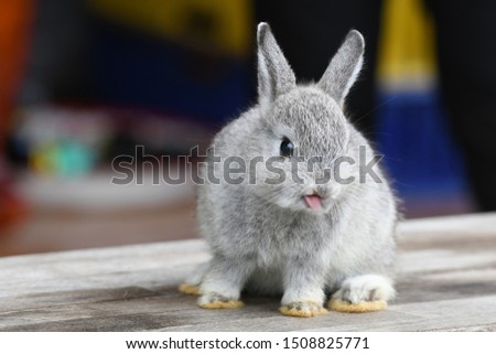 Gray furry baby rabbit so cute