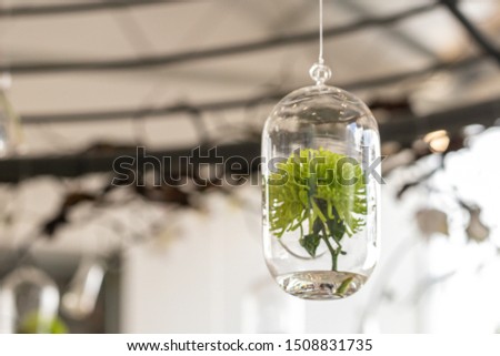 Selective focus green Gerbera daisy flowers in glass bottles hang on the air.Home decoration concept.