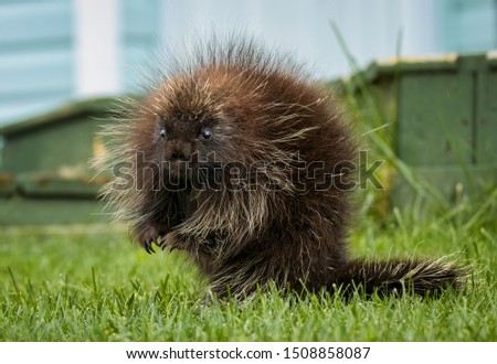 A Beautiful Young Porcupine Sitting Upright