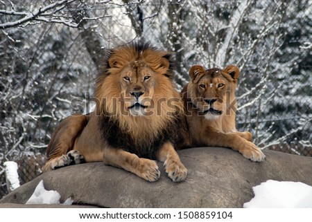 Male and female lions in the winter Royalty-Free Stock Photo #1508859104