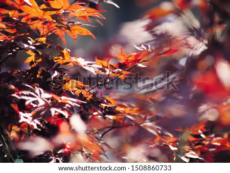 Beautiful close up picture of a orange leaves on a tree