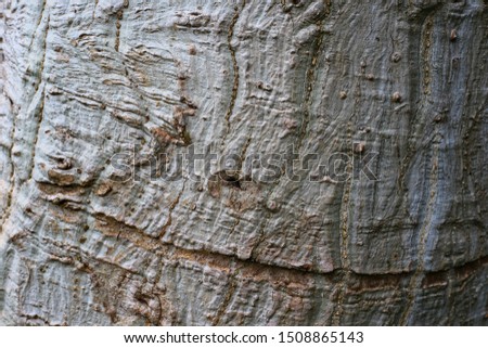 Bark picture background image in Thailand