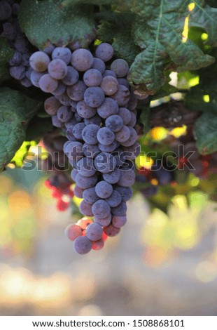 Close up view of beautiful ripe red wine grapes clusters ready to harvest in a vineyard. Fall seasonal harvesting , grapevine, winery industry background concept, Copy space