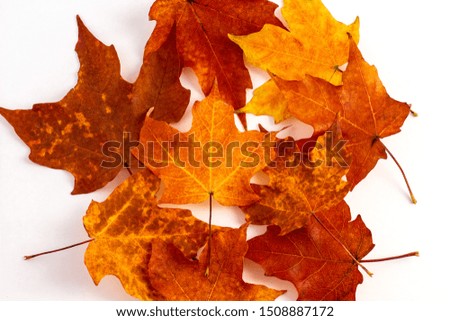 red and orange maple leaves on white background