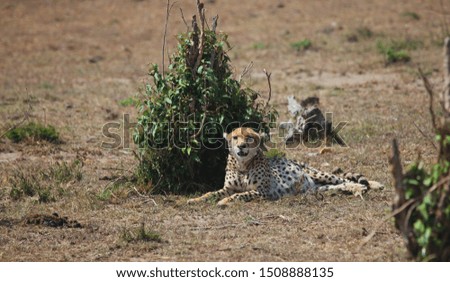 Pregnant Cheetah at Masai Mara National Park, Kenya