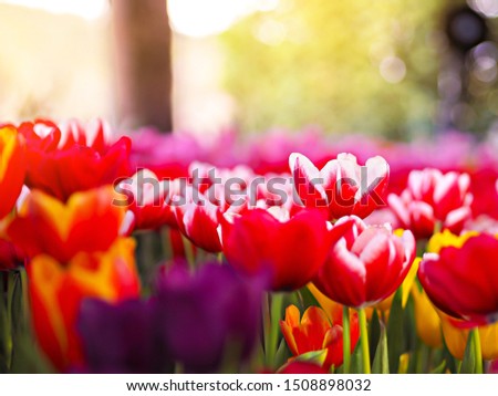 Flowers red tulips flowering on background of flowers yellow tulips in tulips field.
