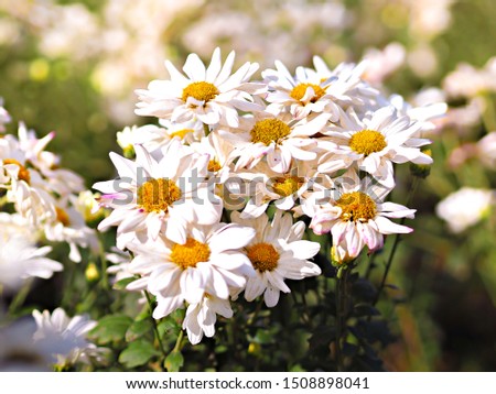 White flower peony flowering on background white peonies flowers. Nature.
