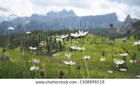 The Scenic valley and Stunning view in fantastic Dolomites. Magical nature with daisy flowers near the Cortina d'Ampezzo.