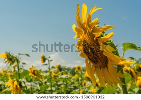 Macro view of sunflower in a field with clear blue sky on background