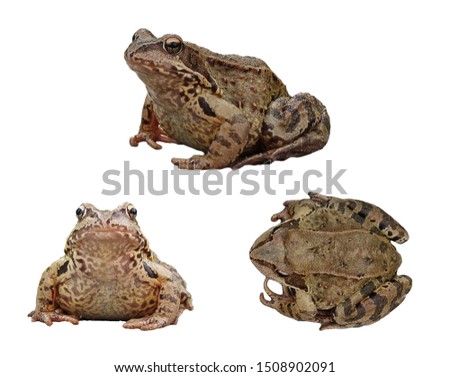 An ordinary water frog in three projections, isolated on a white background. Collection, set Royalty-Free Stock Photo #1508902091