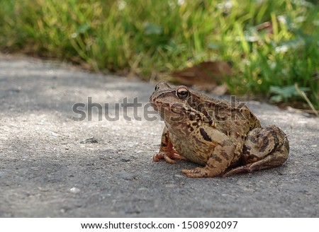 Common water frog on the pavement. Amphibian class Royalty-Free Stock Photo #1508902097