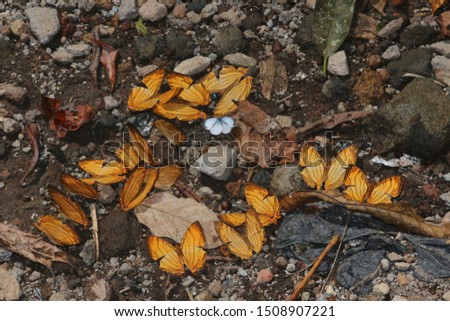  Mud-puddling is a behavior most conspicuous in butterflies,
