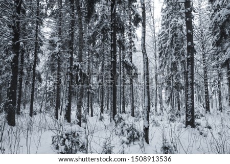 Dark snowy European forest, winter landscape at daytime. Natural background photo