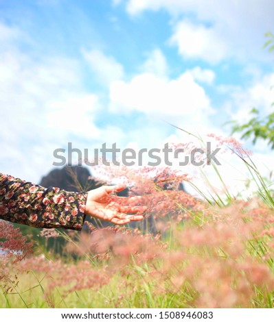 Poaceae Grass Flowers Field,pink  grass in nature Landscape ,Hand touching meadow pink in the field,Summer season in the village,close up of women are relaxing in meadow garden at sunlight