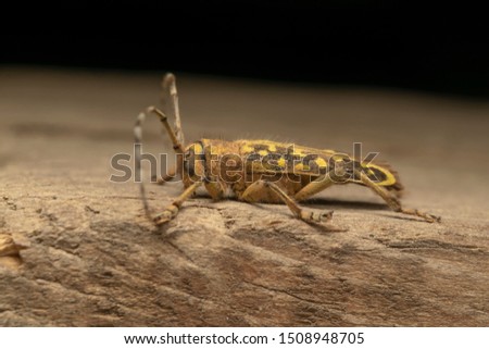 longhorn beetle Saperda scalaris is a species of beetle in the family Cerambycidae. It has a wide distribution in Europe and Asia.