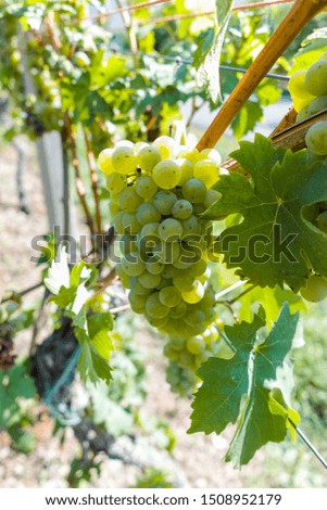 Vineyard with growing white wine grapes, riesling or chardonnay grapevines in summer