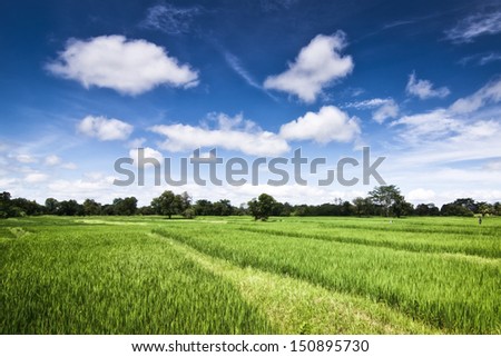 Rice fields on countryside.