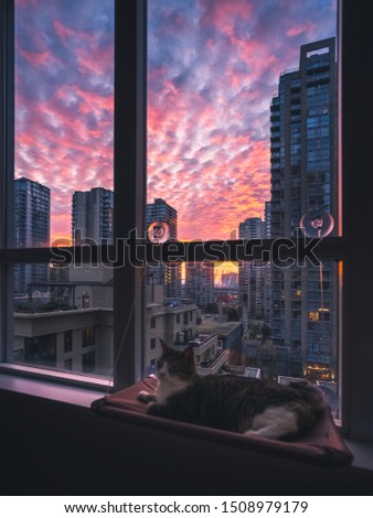 cat doesn't care about sunrise