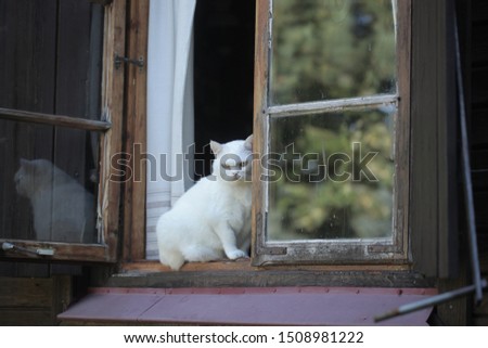 animal closeup: horizontal photography of a fat white british cat sitting on a window still in an opened wooden window, on a sunny summer day in Poland, Europe