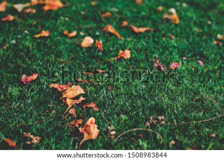 falling leaves autumn concept season picture with green grass background 