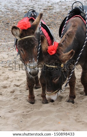 donkey ride at beach English seaside beach uk Scarborough stock, photo, photograph, image, picture 