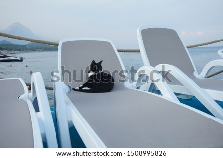 the cat lies on a beach lounger