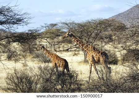 Mother giraffe and her young walking in Samburu National Reserve, Kenya