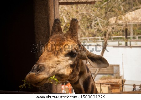 Giraffe on a close up inside a zoo