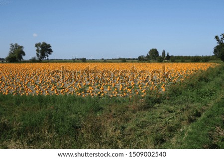 Pumpkins in a field UK. bright orange in the summer sun. concept, Halloween 