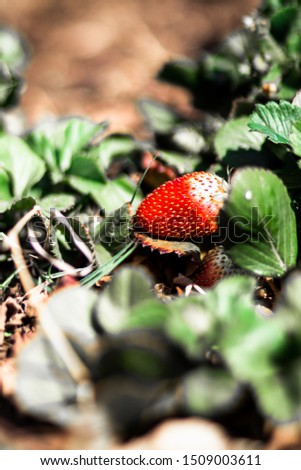 A ripe strawberry in a green garden