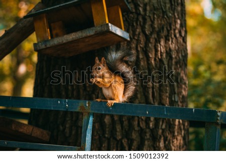 
squirrel eats on a hedge against the background of a tree and birdhouse