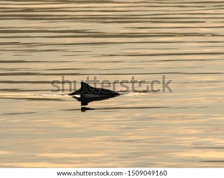 The harbour porpoise (Phocoena phocoena) Royalty-Free Stock Photo #1509049160
