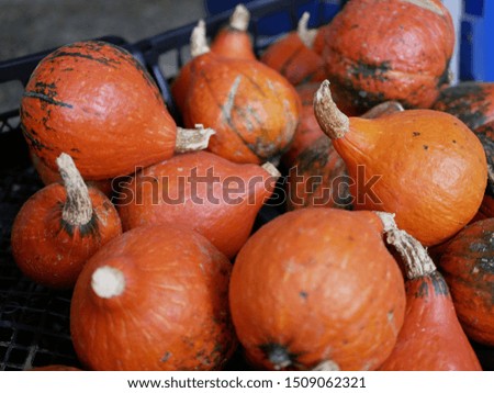 ripe little orange pumpkins. Pumpkin harvest. Preparing for Halloween. Natural vitamin. Organic food. Farm. Vegetarian food.