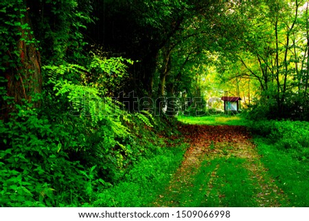 Mysterious path partly covered with autumn leaves going through lush thickets of big trees and wild green plants near San Ruffino lake